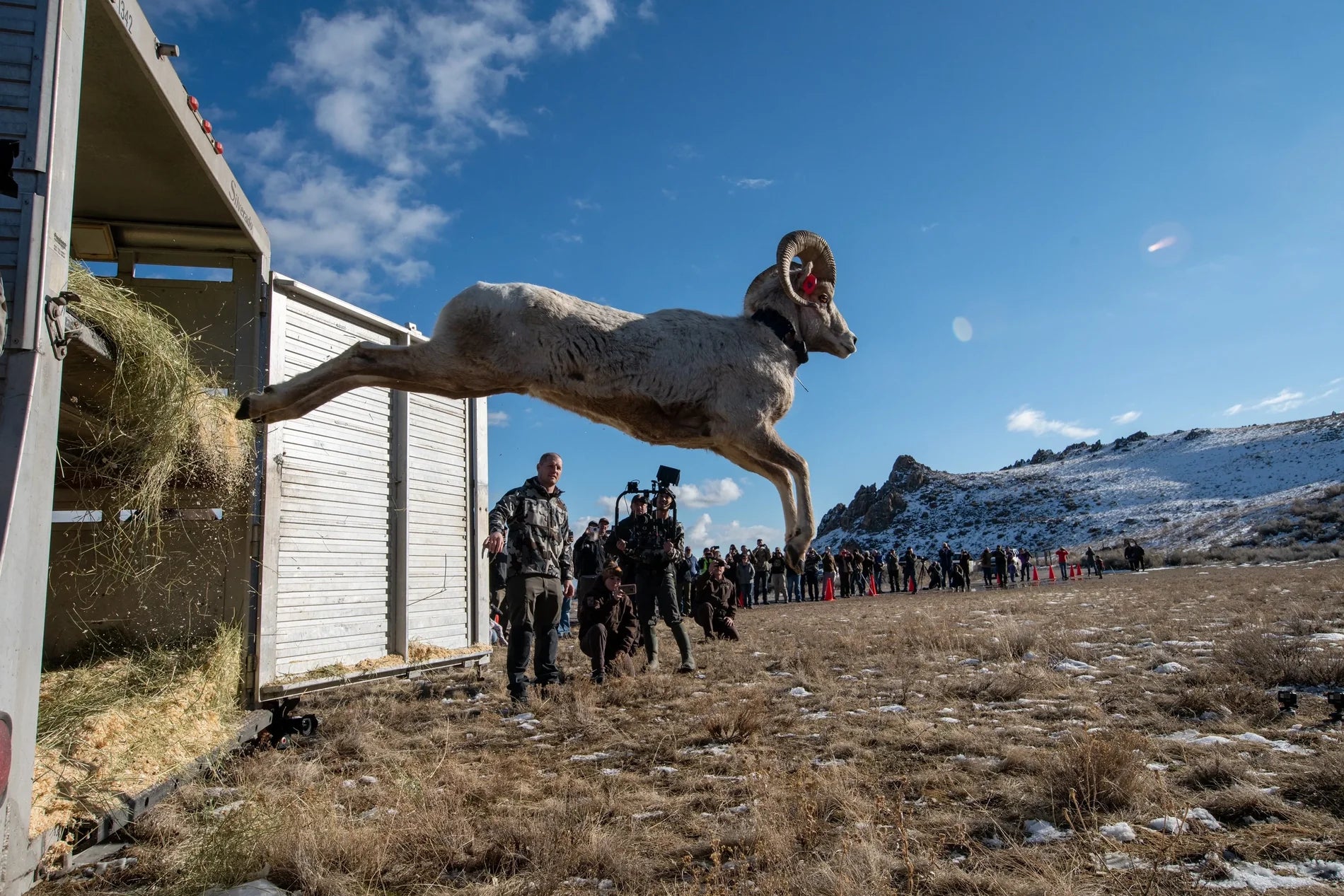 Collared and tagged bighorn sheep ram leaping from the back of the stock trailer during sheep transplant