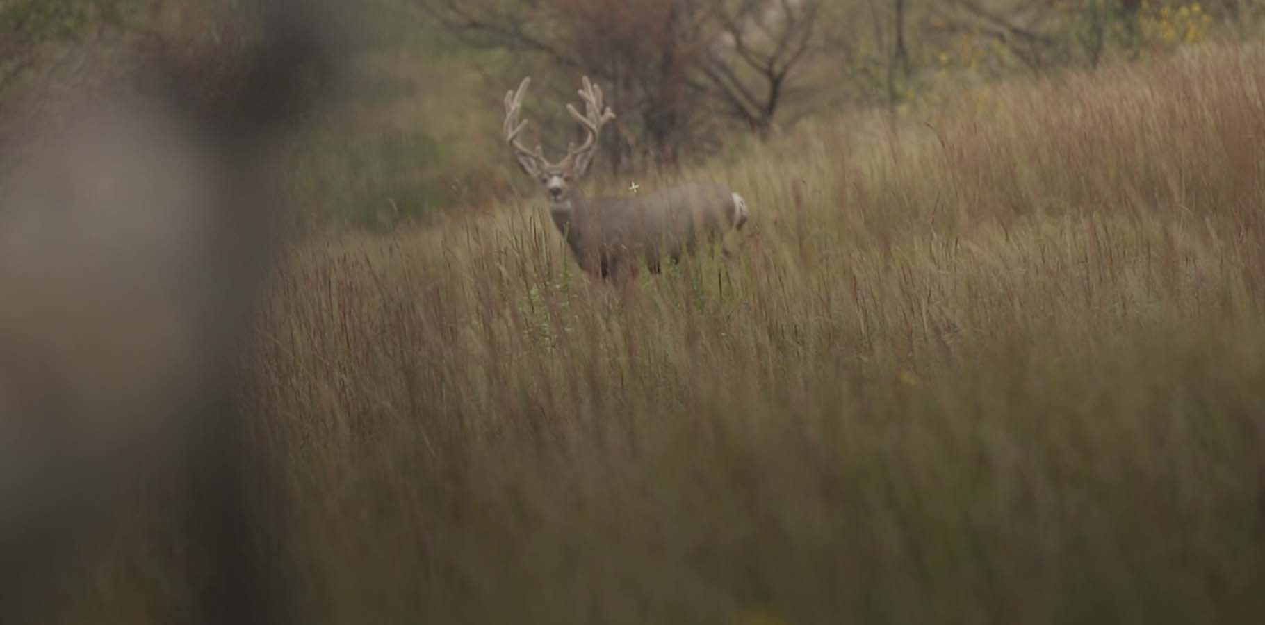 Whitetail deer looking in the direction of the camera in a grassy field.  