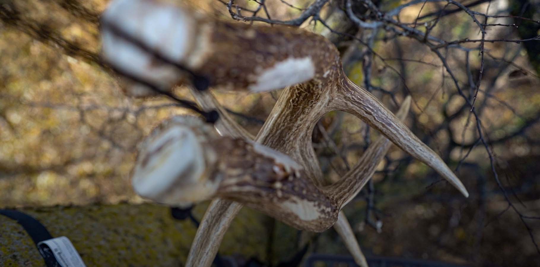 Aerial View of Whitetail Rattling Antlers Hanging in Tree