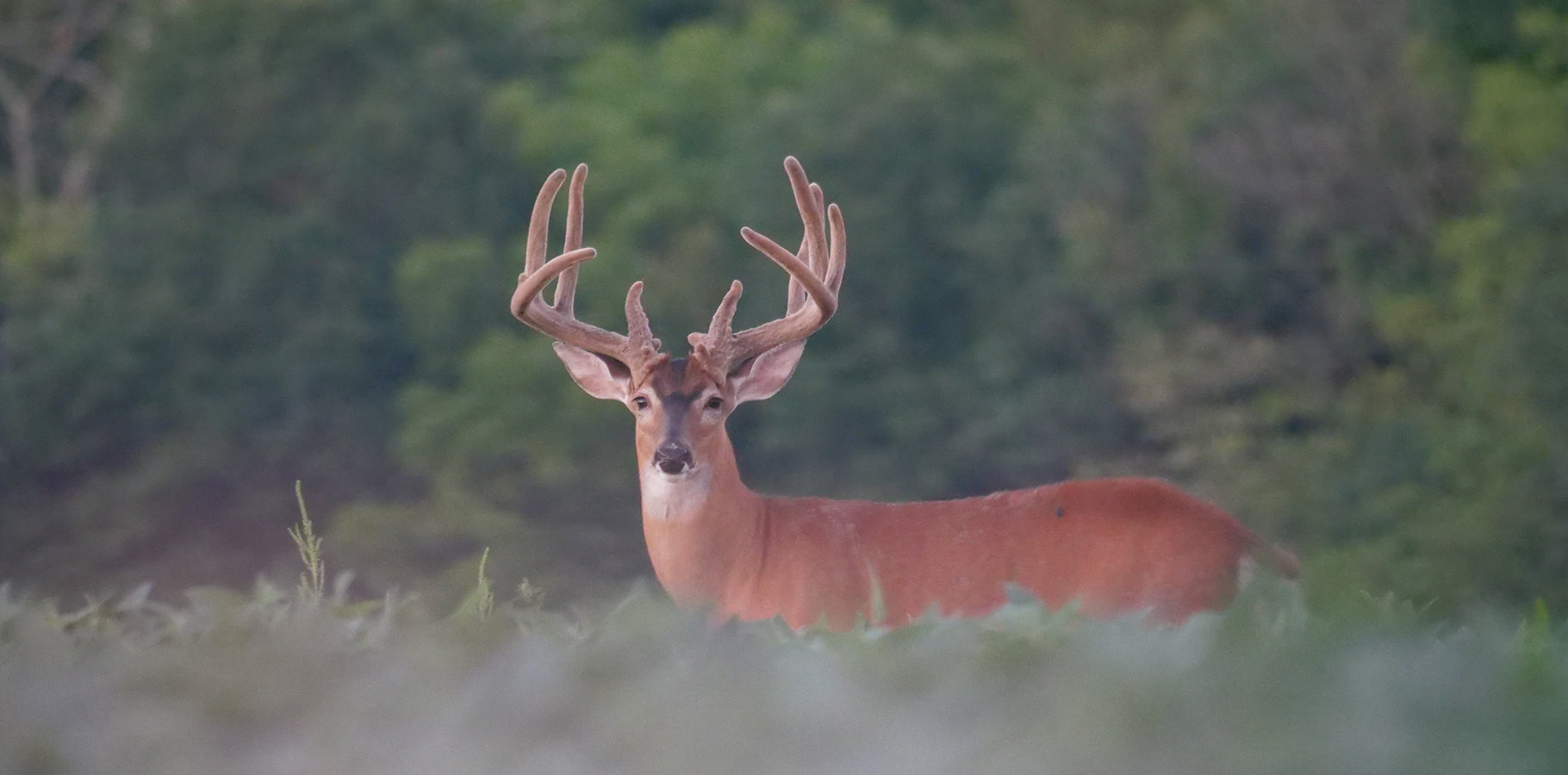 Front of Big, Velvet Whitetail Buck