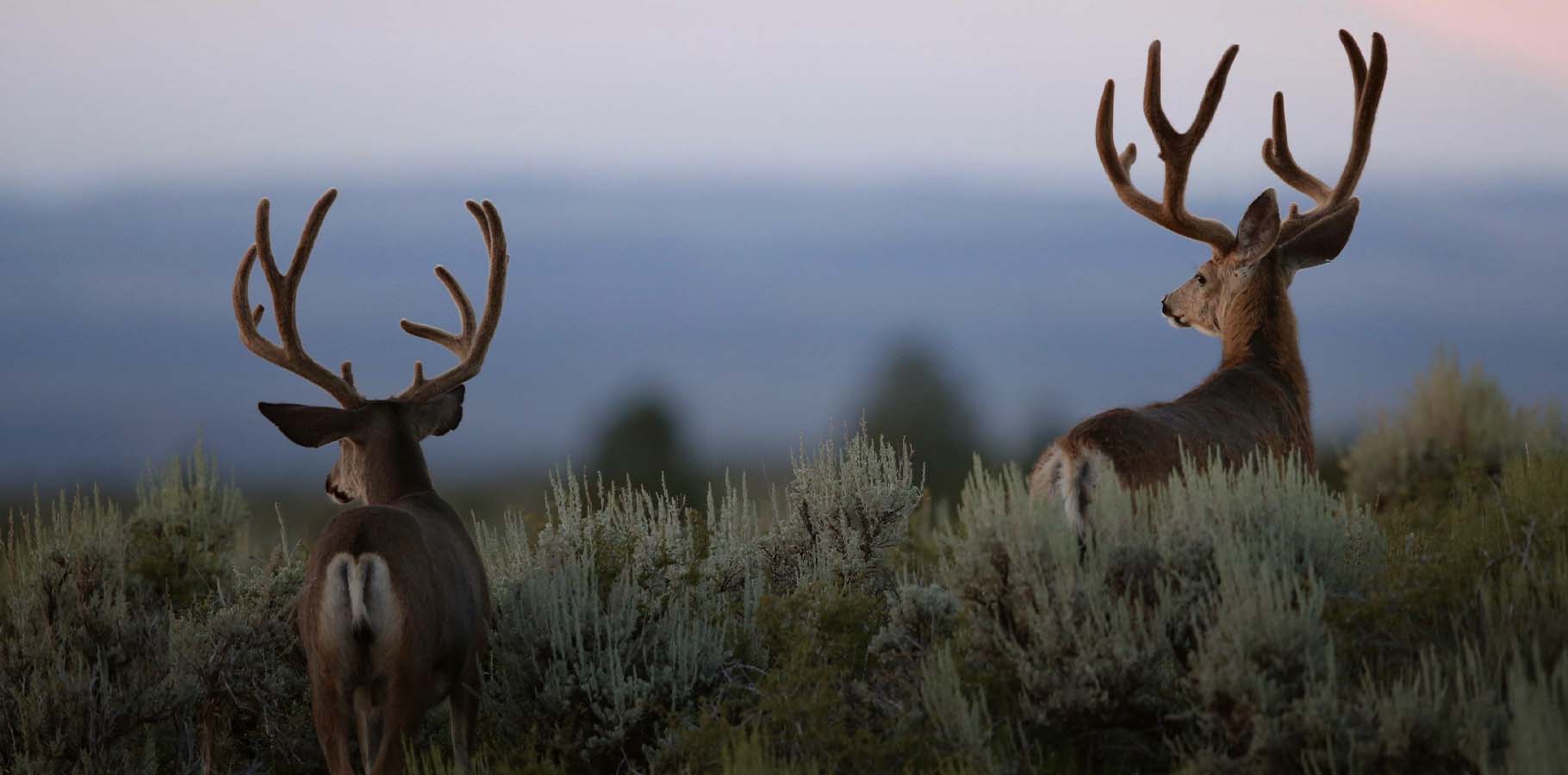 Rear View of Big, Velvet Mule Deer