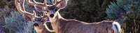 Zoomed in image showing the faces and bodies of a pair of mature mule deer bucks