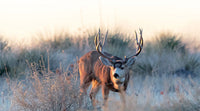 Big Mule Deer Buck Searching for Does