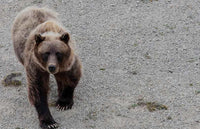 Film: The Longest Day - Alaskan Grizzly Bear HUning Video