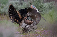 13 Tips and Tactics for Better Spring Turkey Hunting